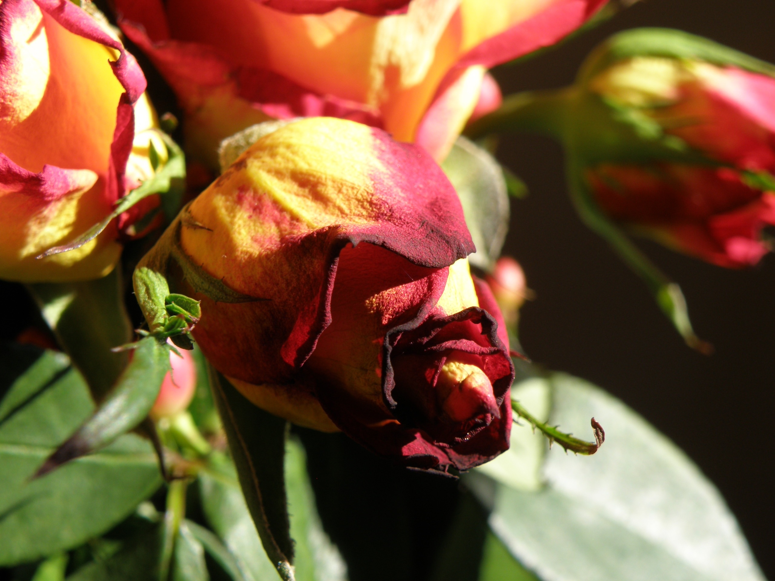 red and yellow roses