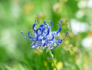 blue petaled flower thumbnail