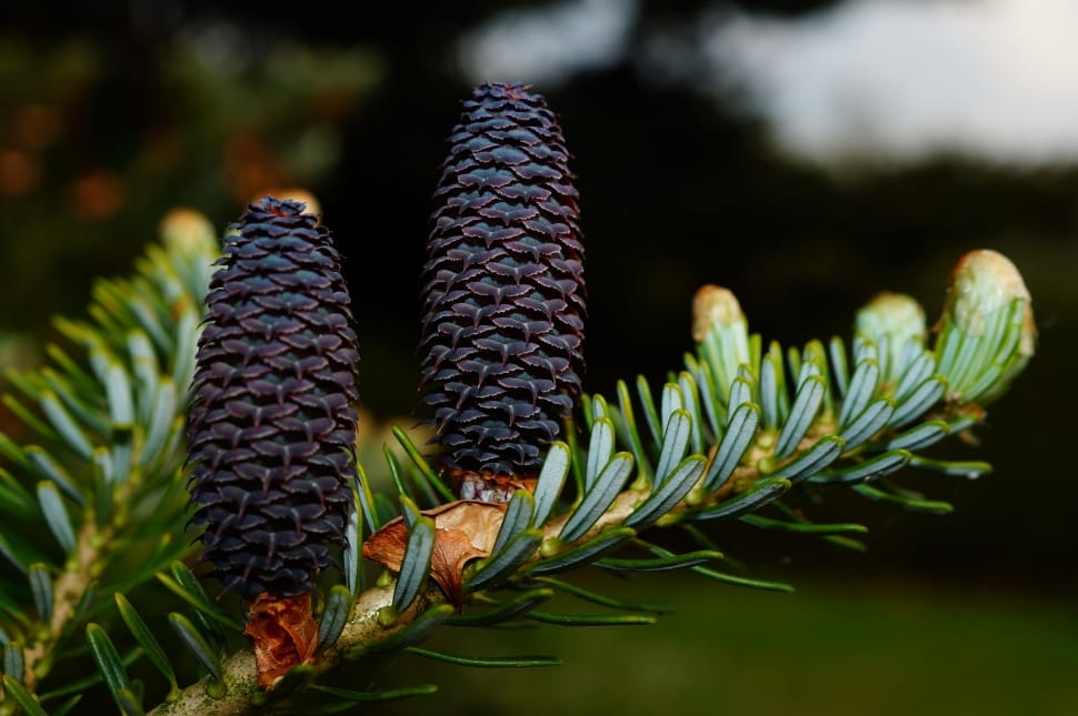 black pine cone free image | Peakpx