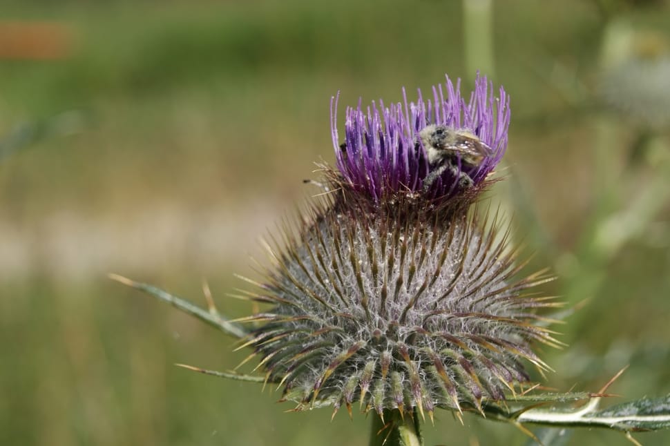 Insect, Flower, Thistle, Pollination, flower, purple preview