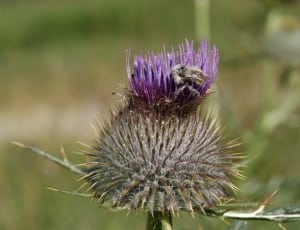 Insect, Flower, Thistle, Pollination, flower, purple thumbnail