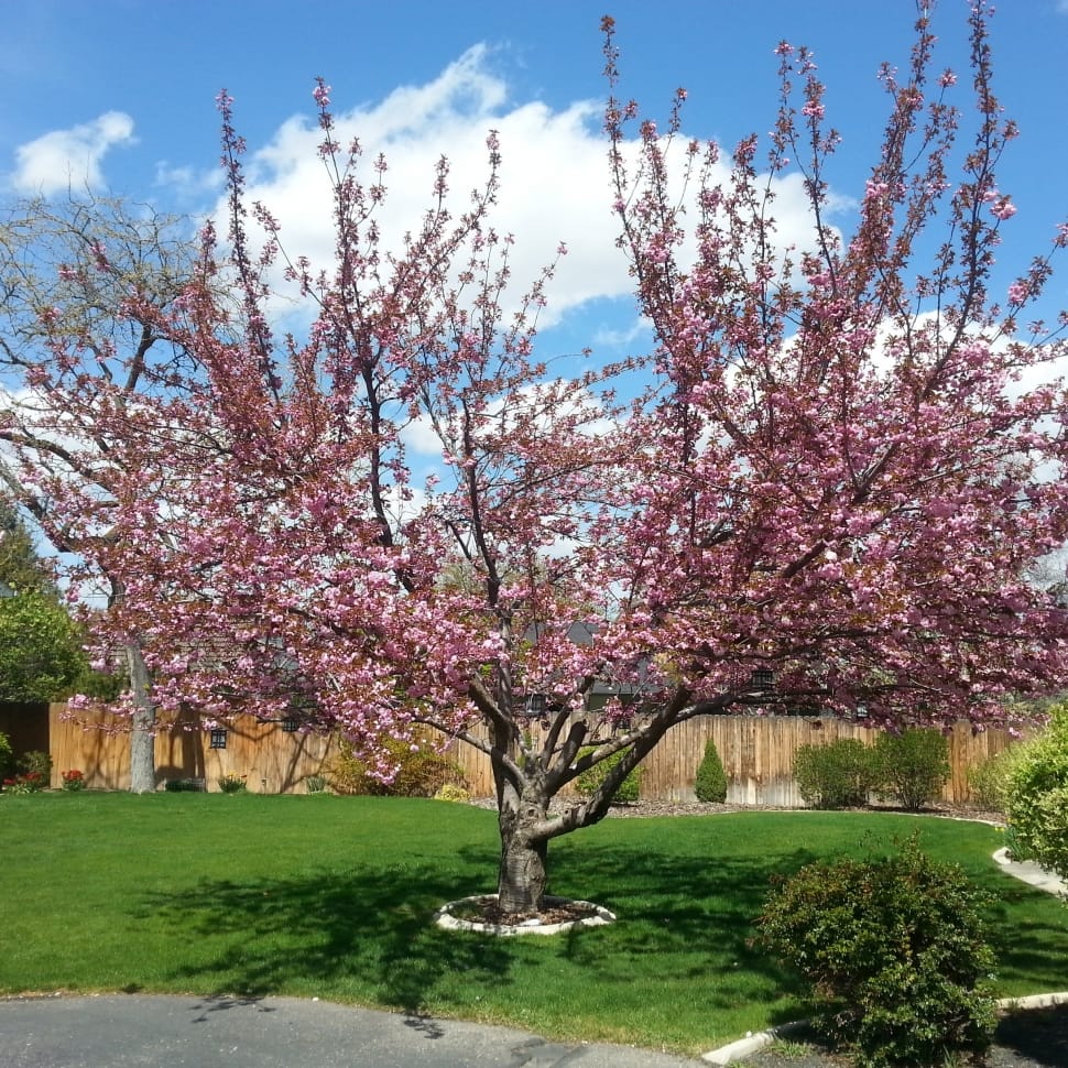 cherry blossom tree preview