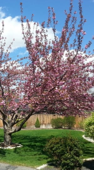 cherry blossom tree thumbnail