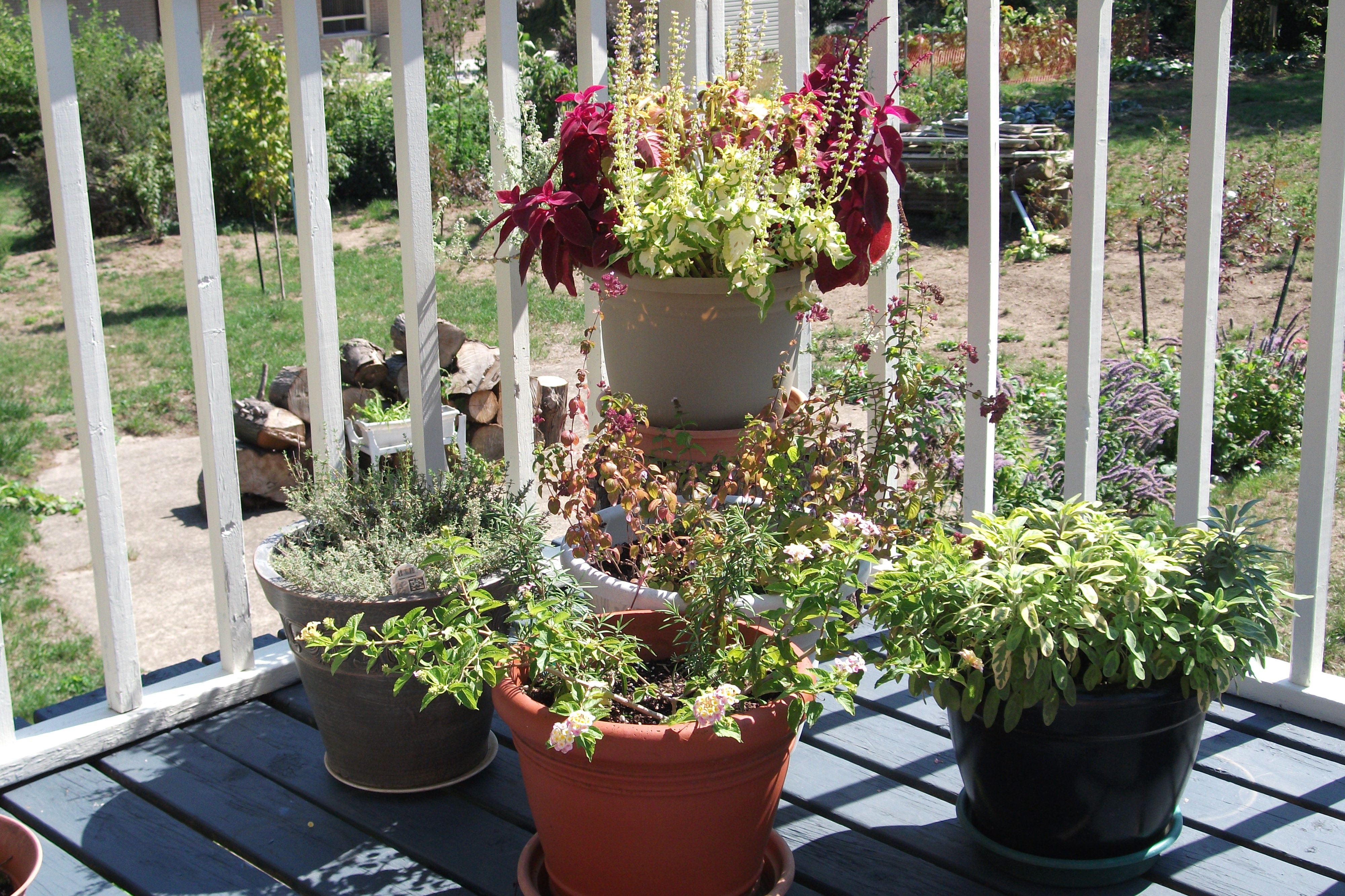 assorted green leaf plants with assorted pots