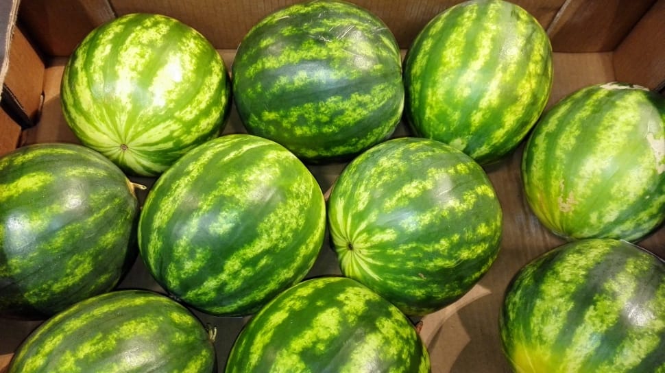 10 watermelon preview