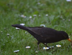 common blackbird thumbnail