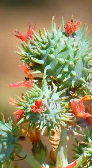 green and red flower plant thumbnail