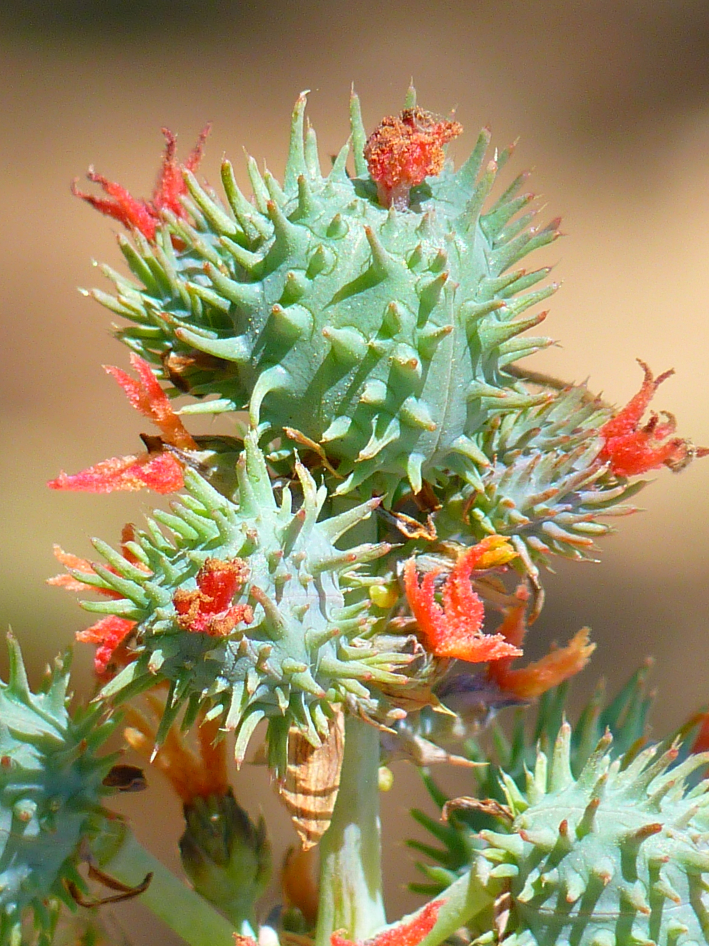 green and red flower plant