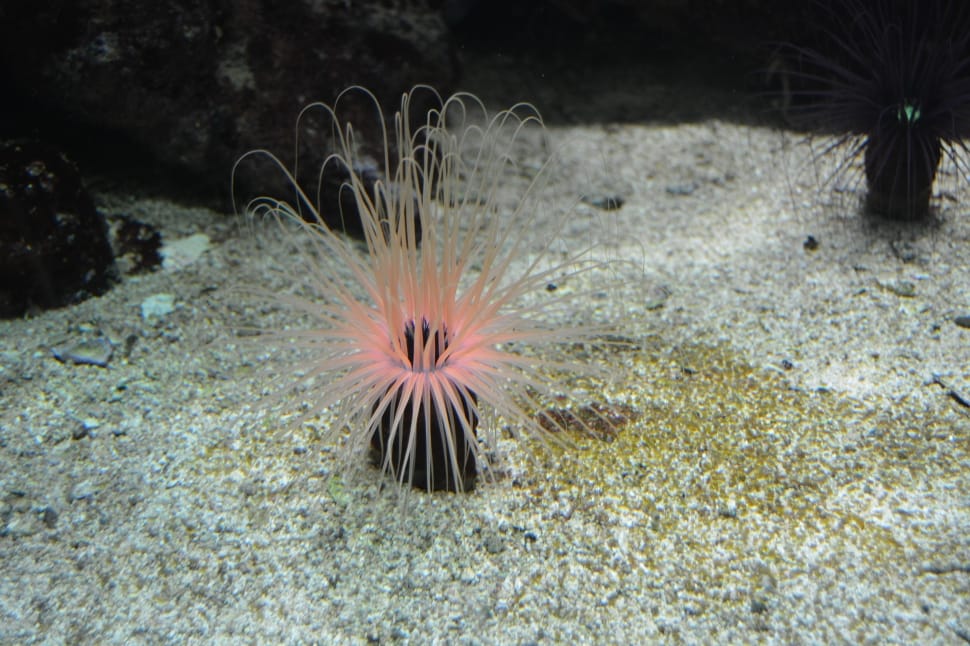 pink and black sea anemone preview