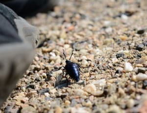 black insect thumbnail