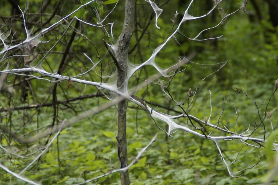 selective focus photography of leafless tree branch with spider webs preview