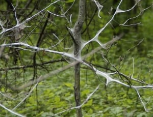 selective focus photography of leafless tree branch with spider webs thumbnail