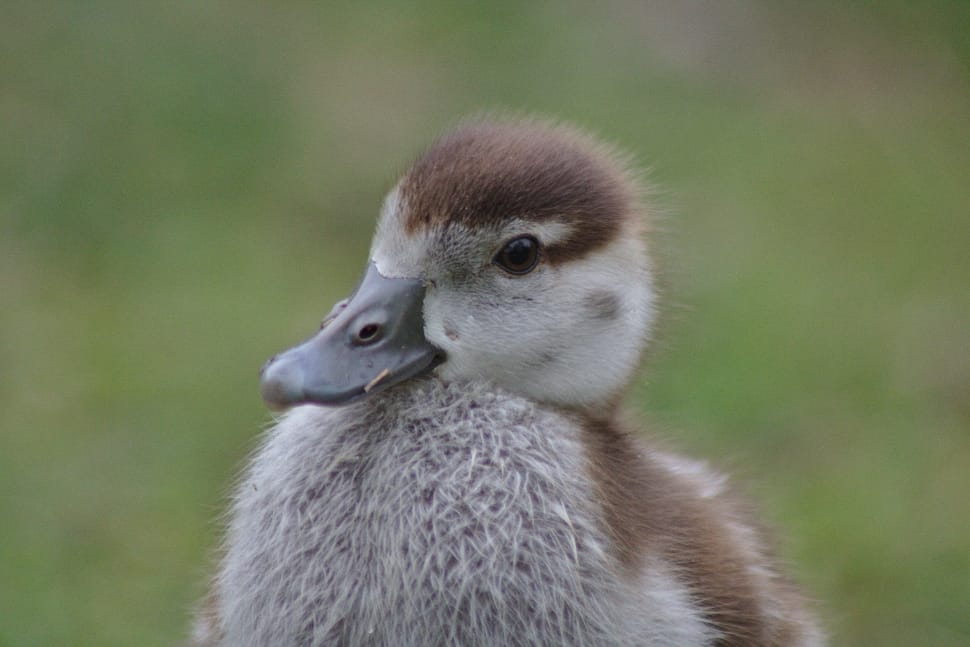gray and brown duckling preview