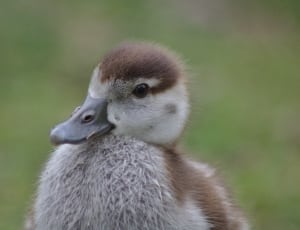 gray and brown duckling thumbnail