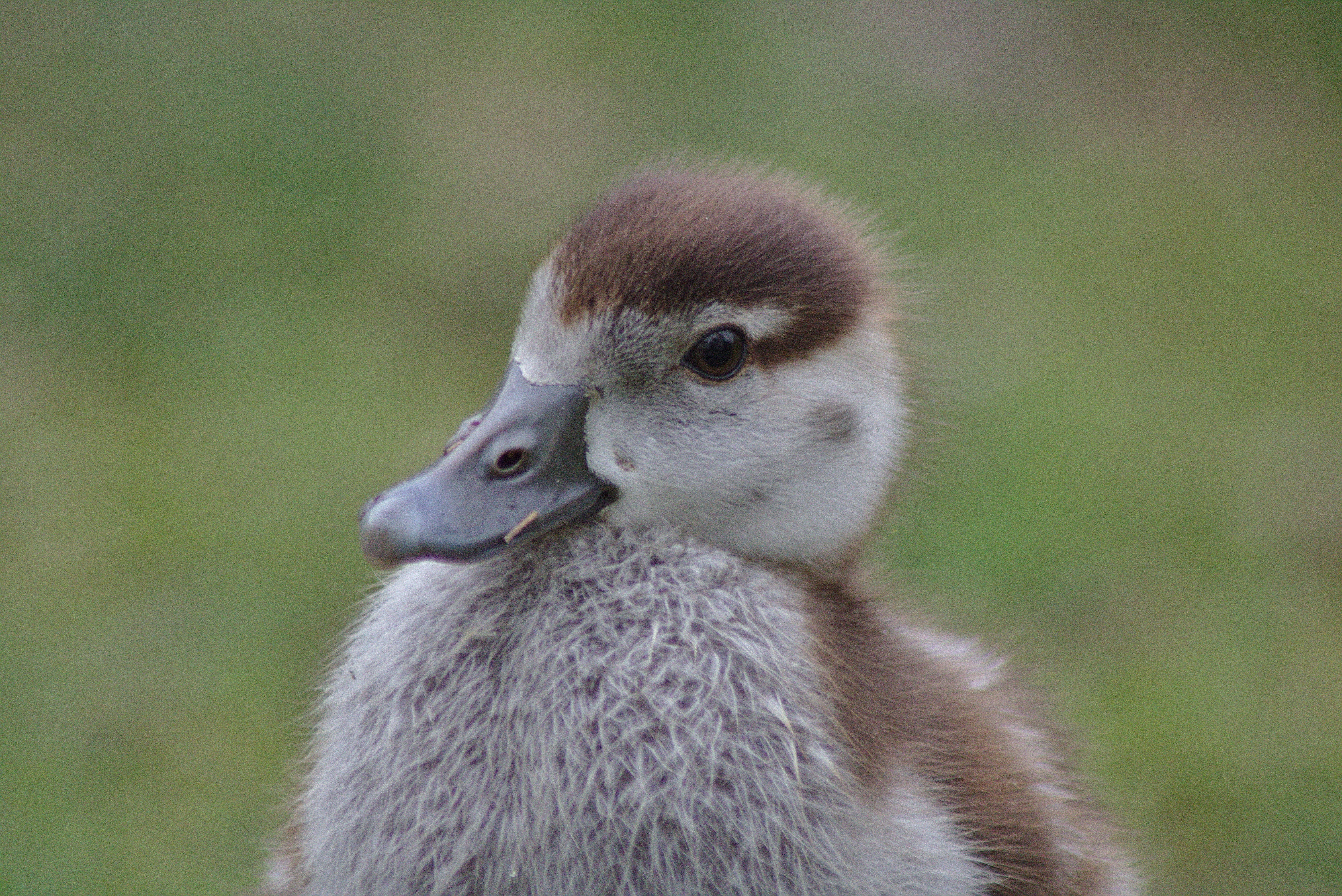 gray and brown duckling