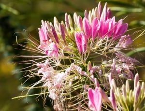 pink cleome flower thumbnail