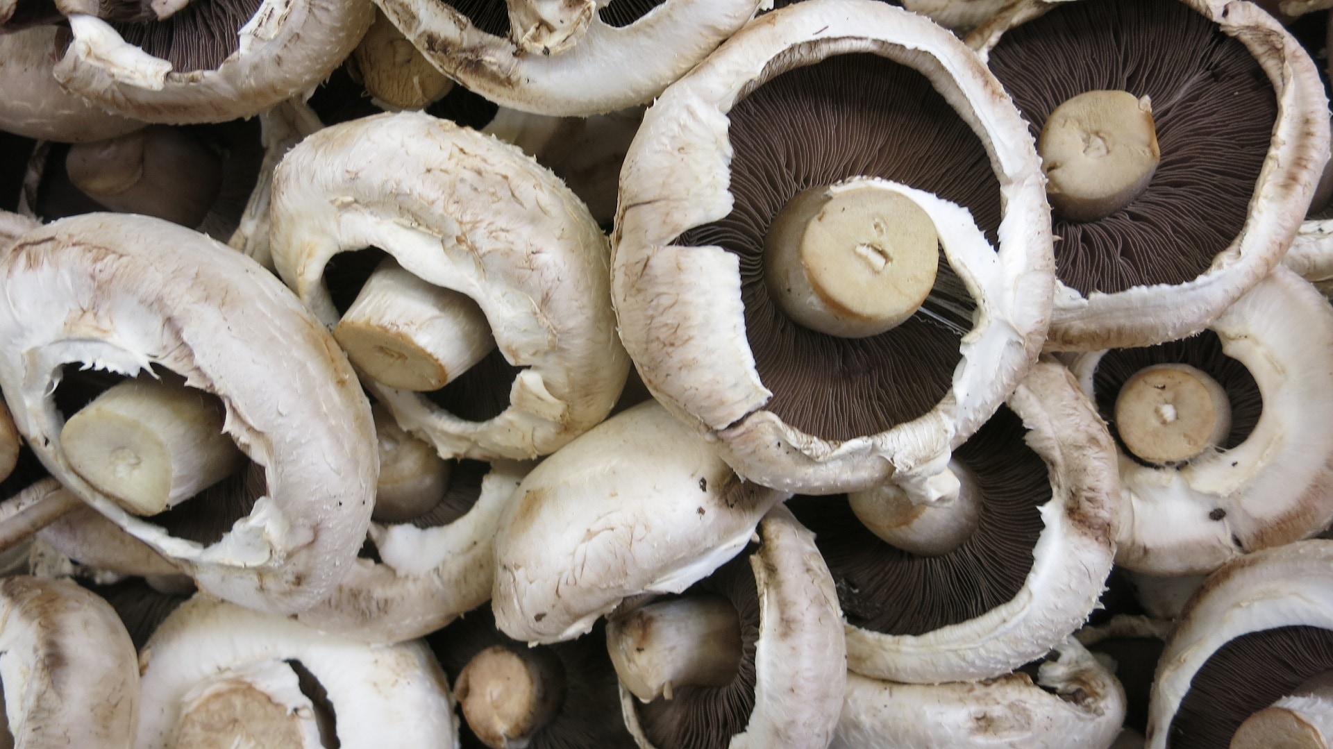 grey mushroom lot