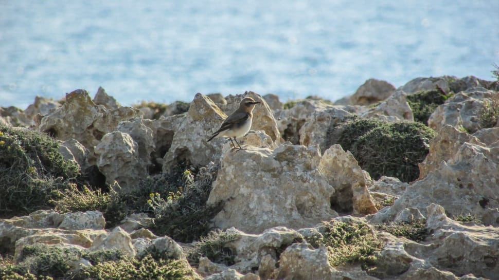 brown wagtail preview