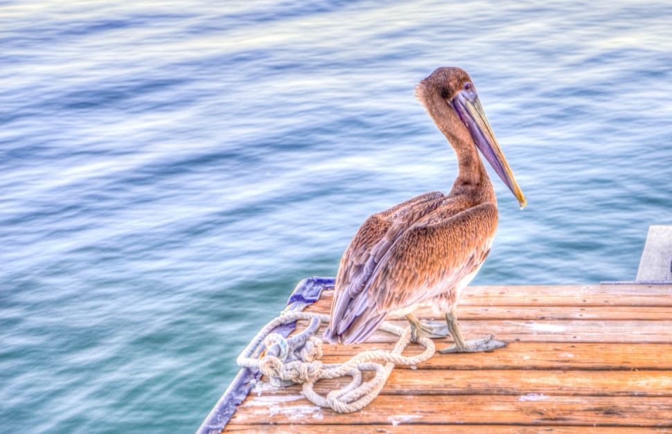 brown pelican bird preview