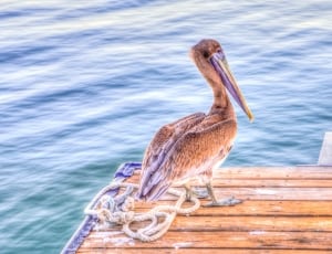 brown pelican bird thumbnail