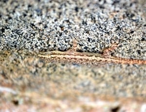 brown lizard thumbnail