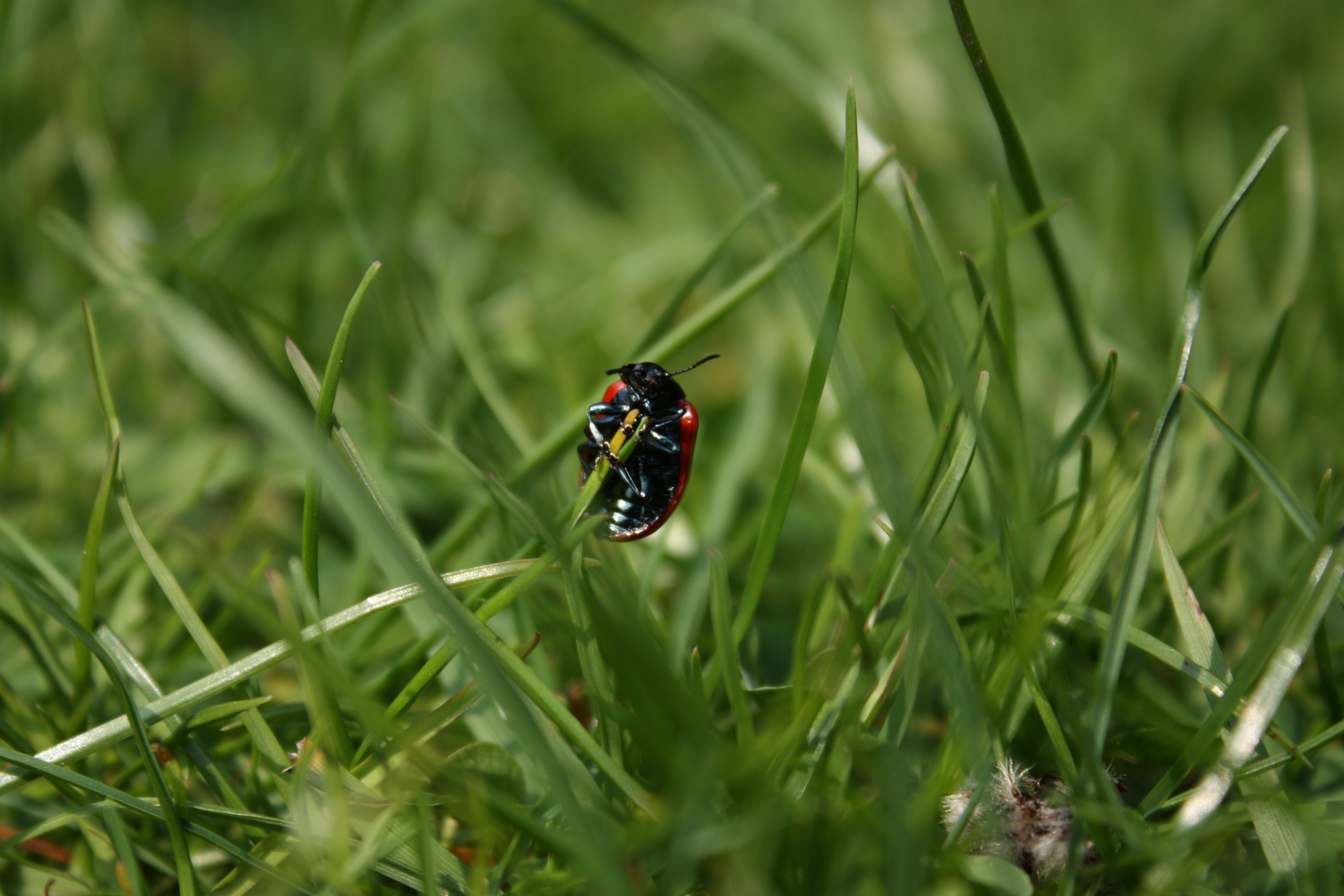 ladybug beetle