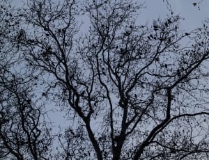 bare tree silhouette thumbnail