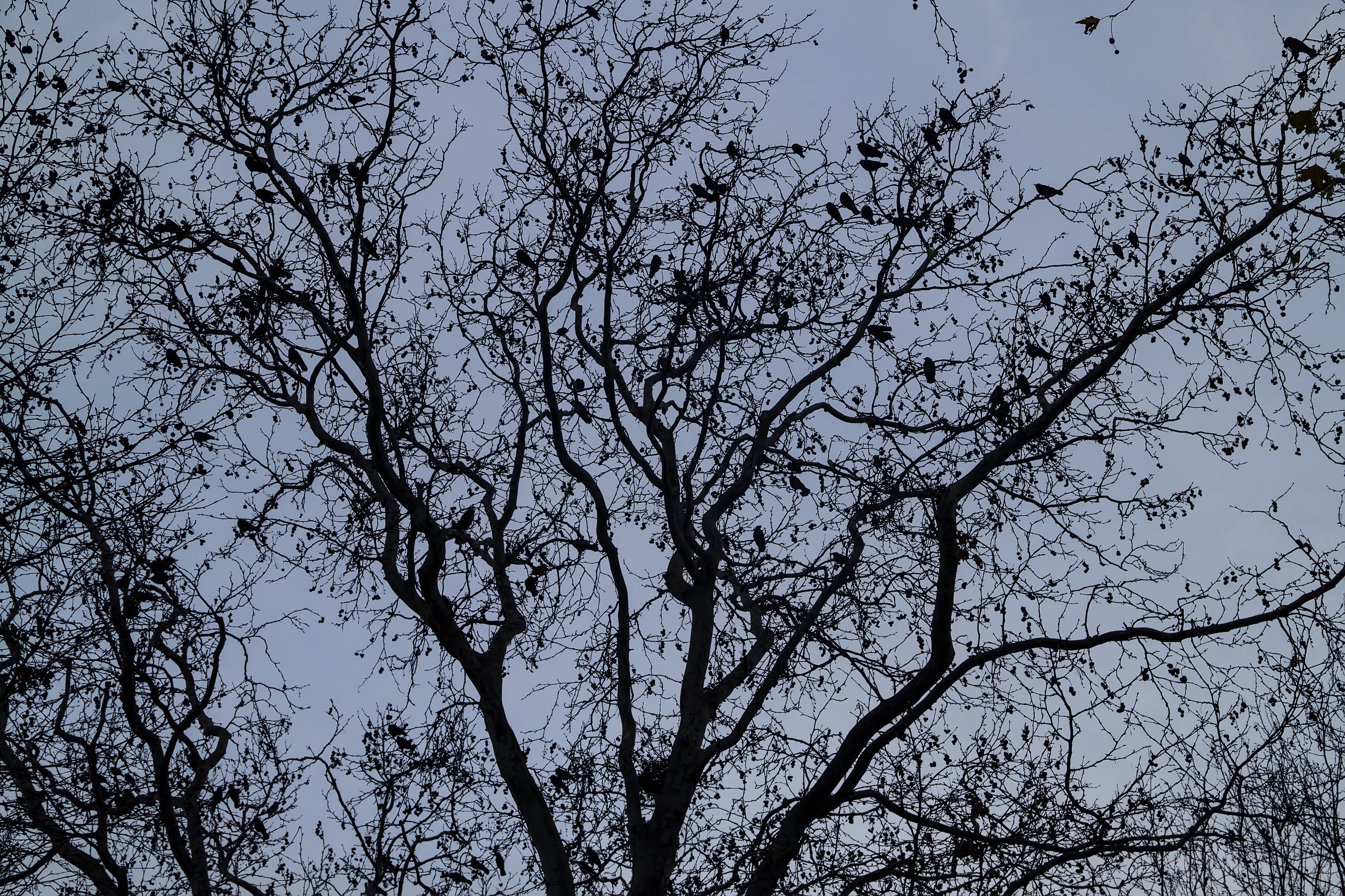 bare tree silhouette