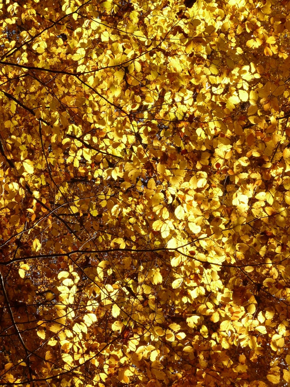 yellow tree leaves preview