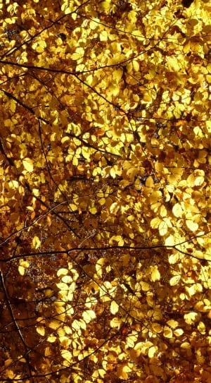 yellow tree leaves thumbnail