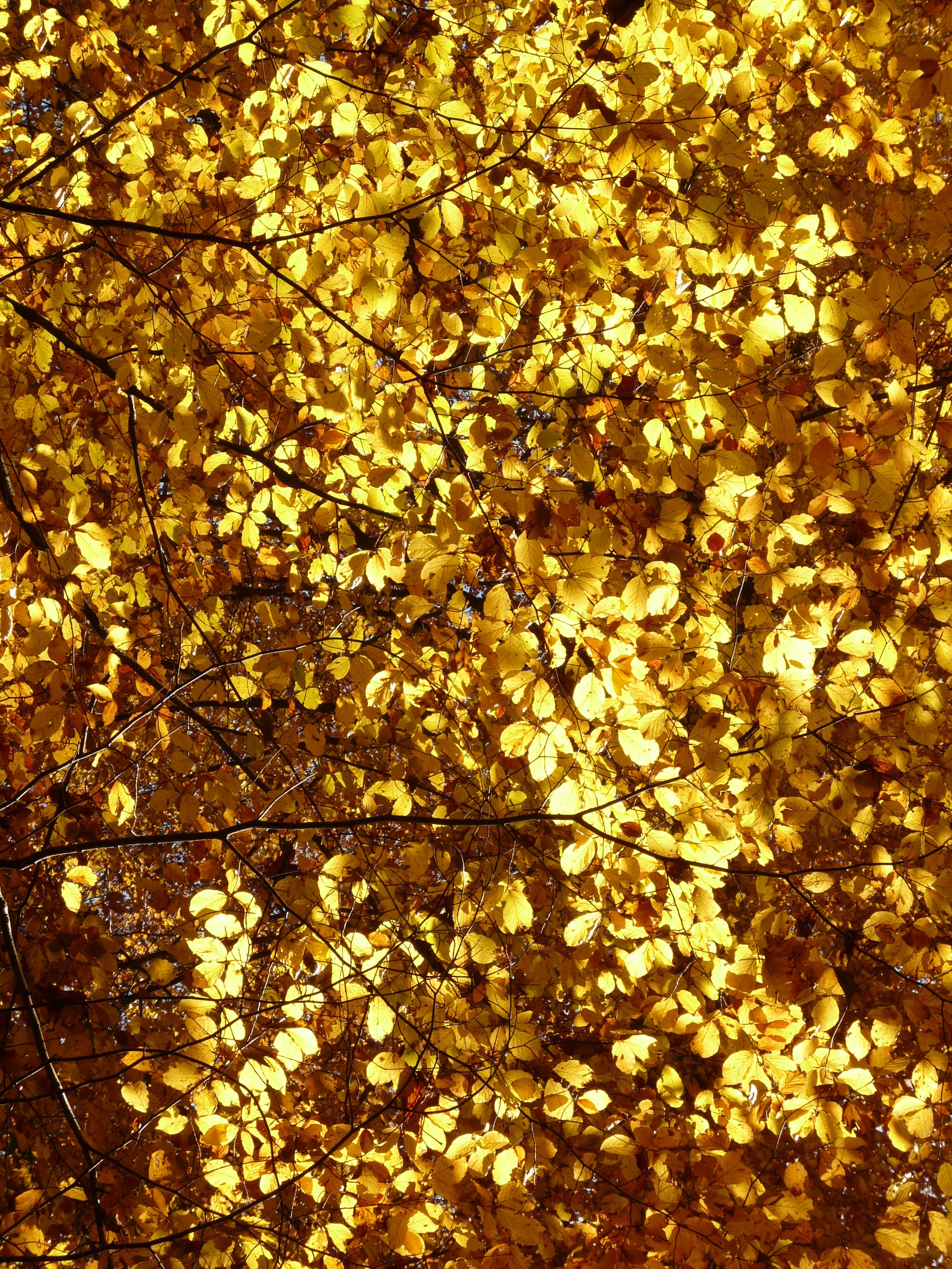 yellow tree leaves