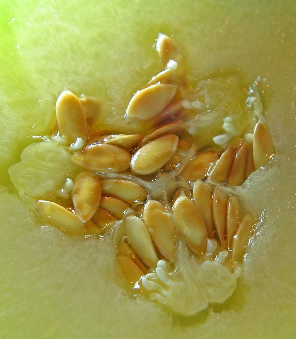 brown squash seeds preview