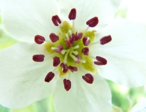 white 5 petal flower thumbnail