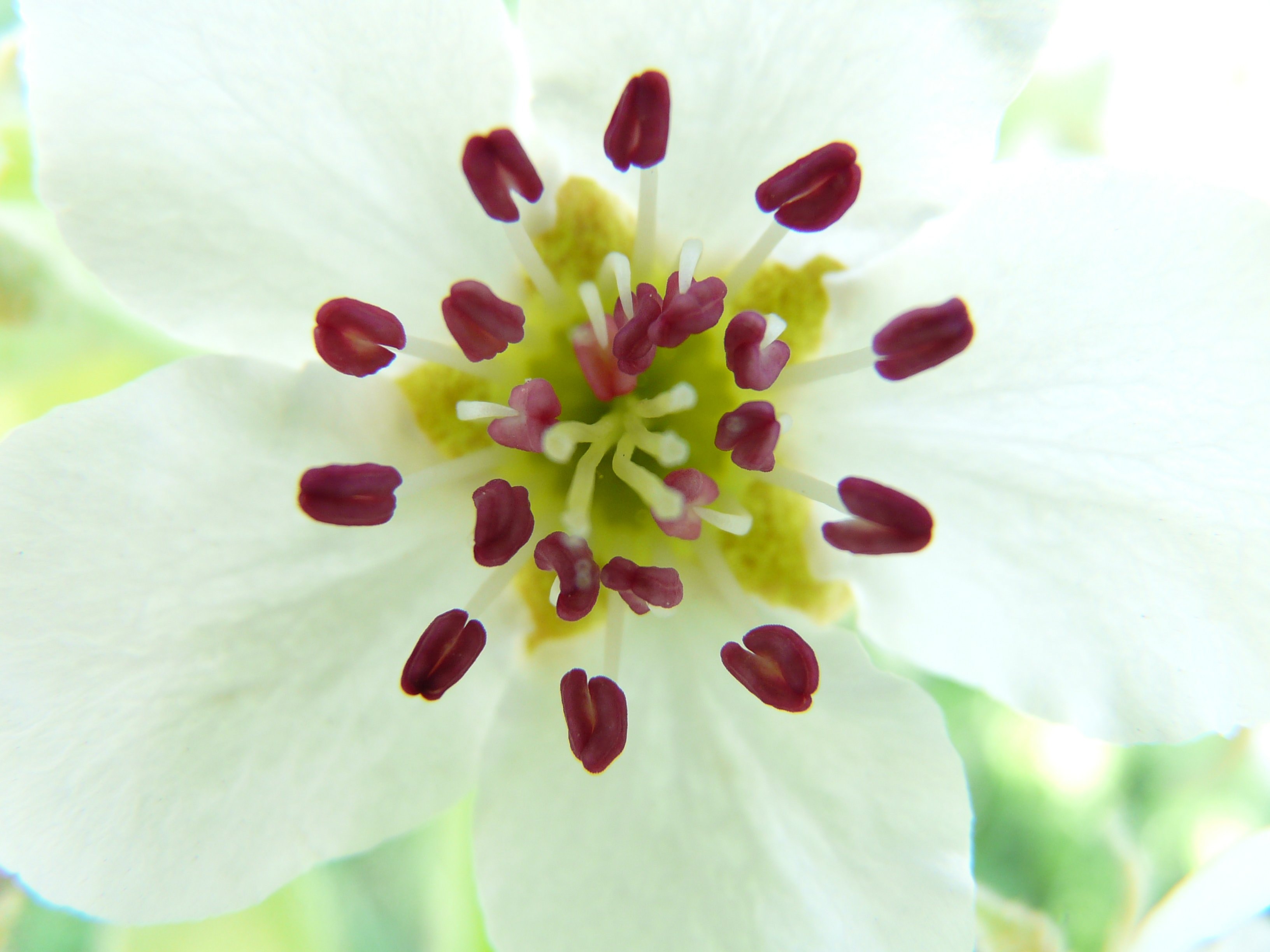 white 5 petal flower