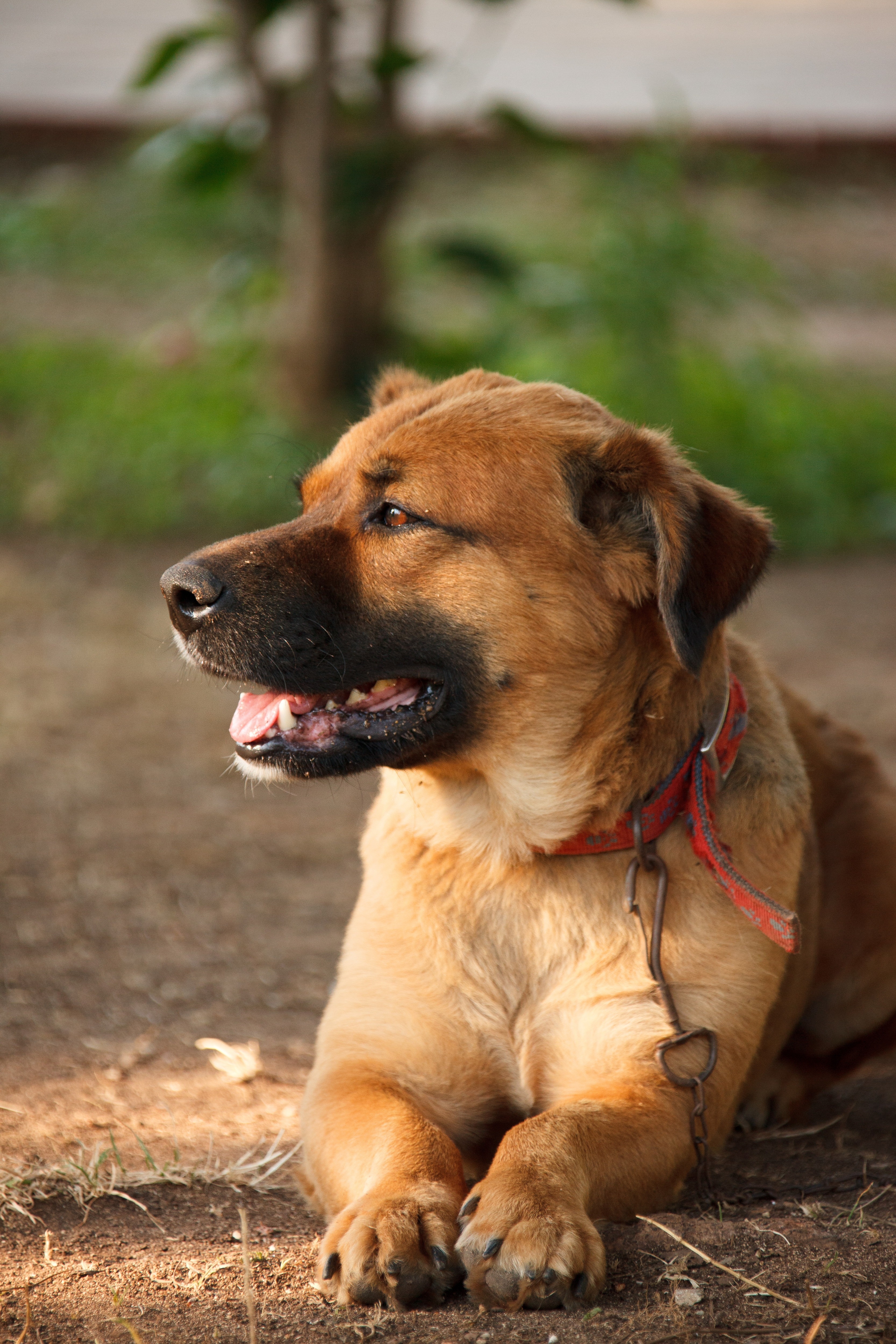 Brown Short Haired Dog Free Image Peakpx