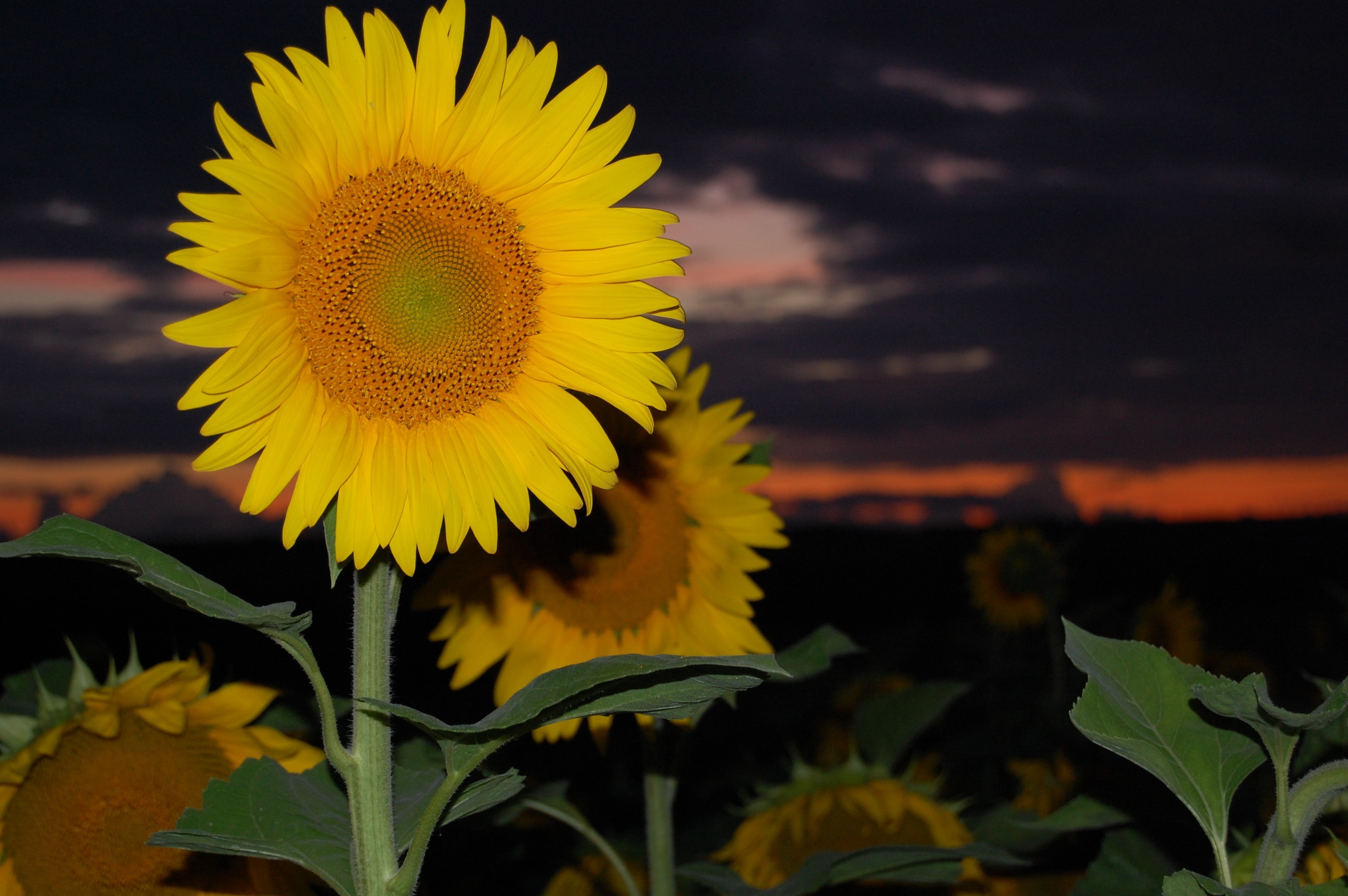 Sunflower, Flower, Sunset, flower, plant
