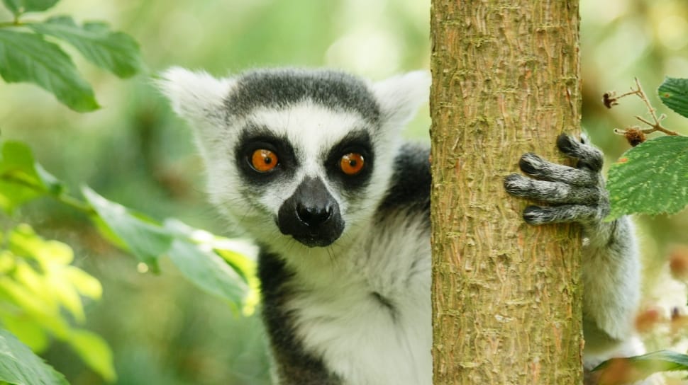 ring-tailed lemur preview