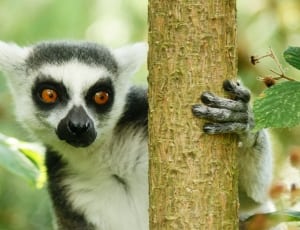 ring-tailed lemur thumbnail