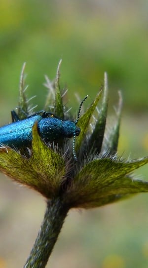 blue beetle bug thumbnail