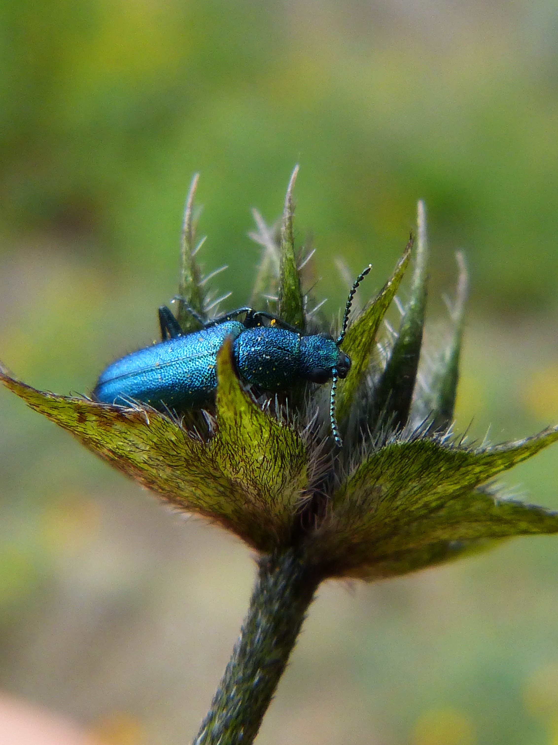 blue beetle bug