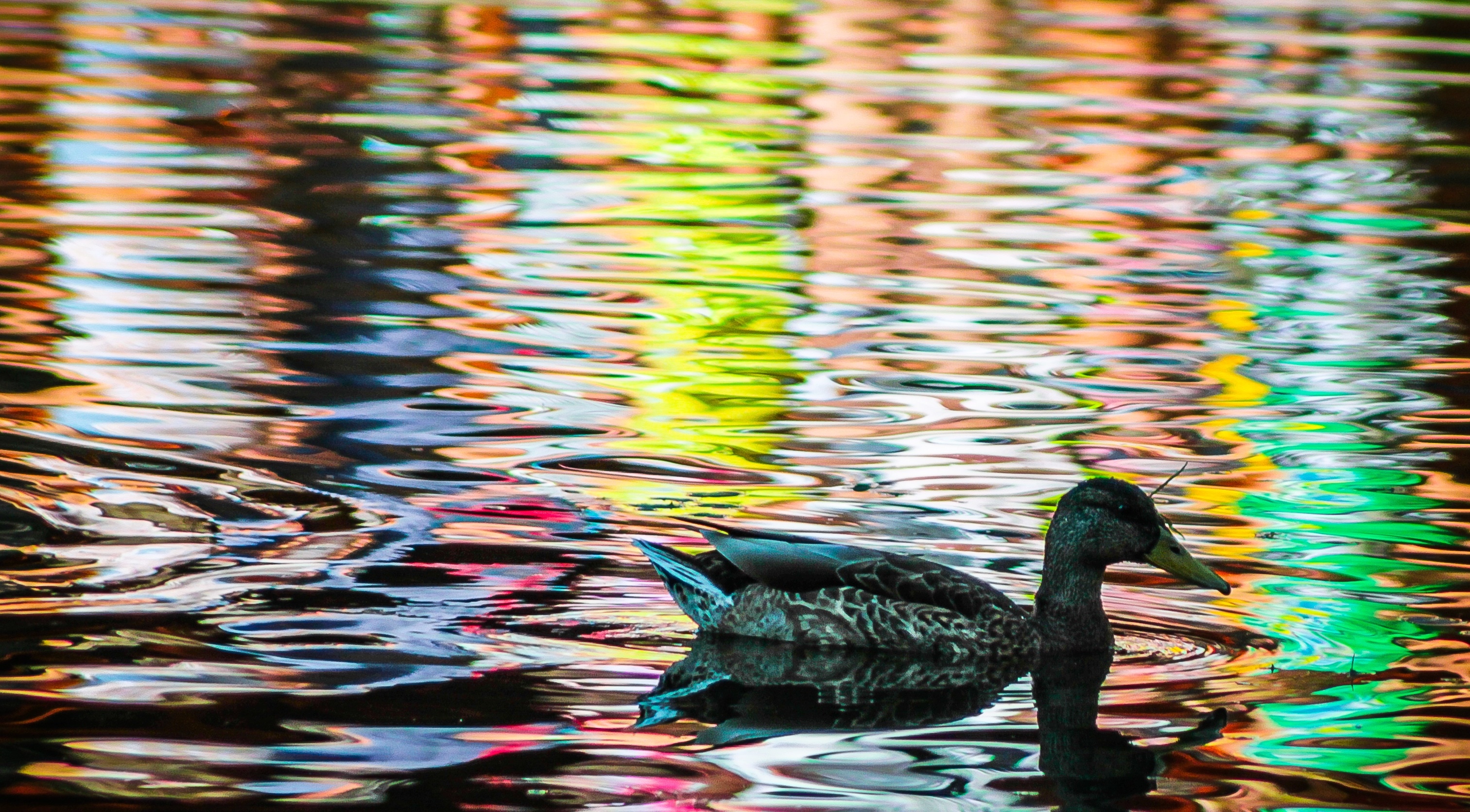 black and white duck