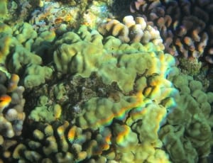 green grey and brown corals thumbnail