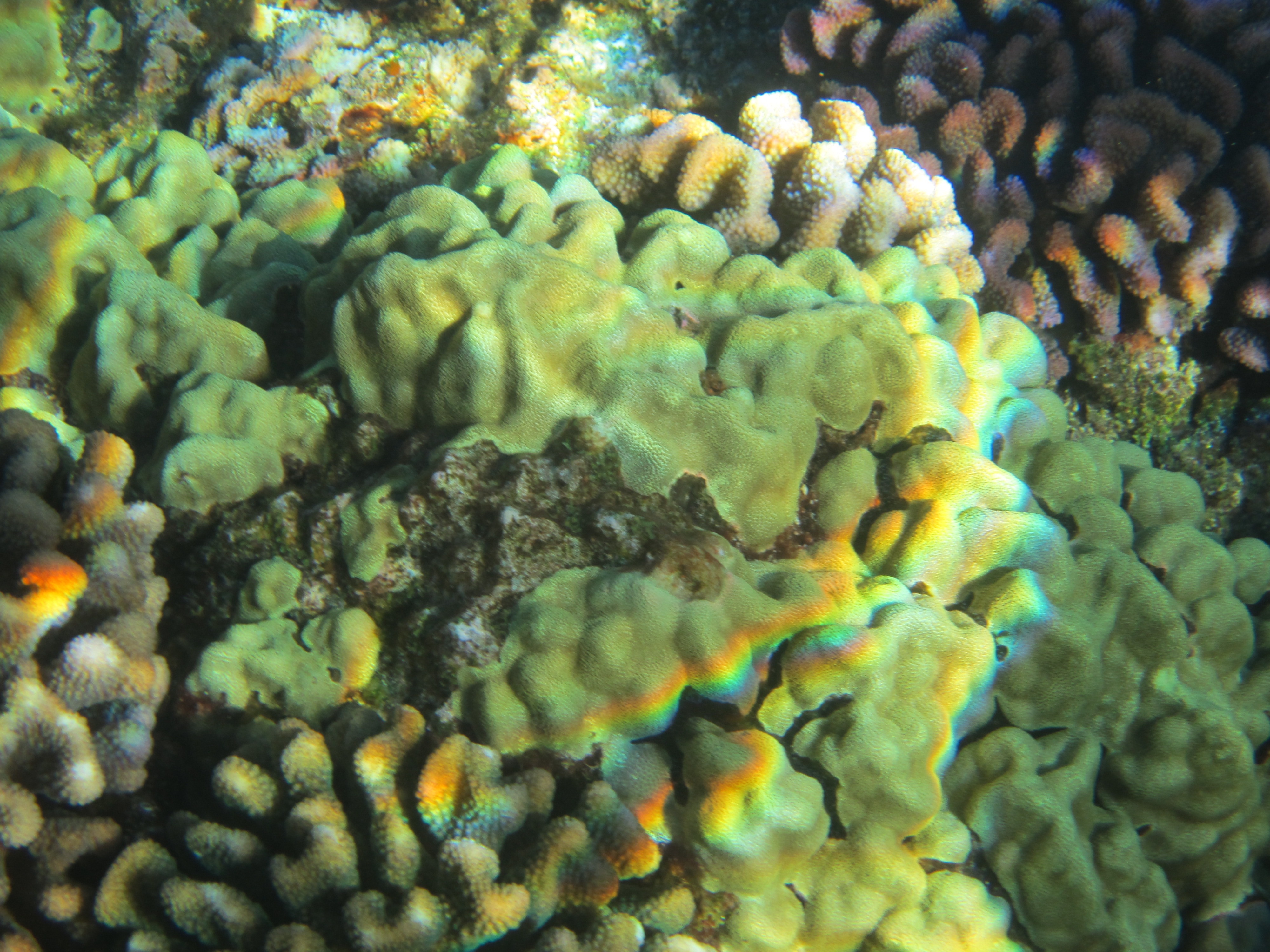 green grey and brown corals