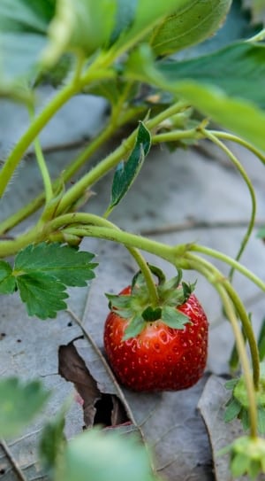 strawberry fruit and plant4 thumbnail