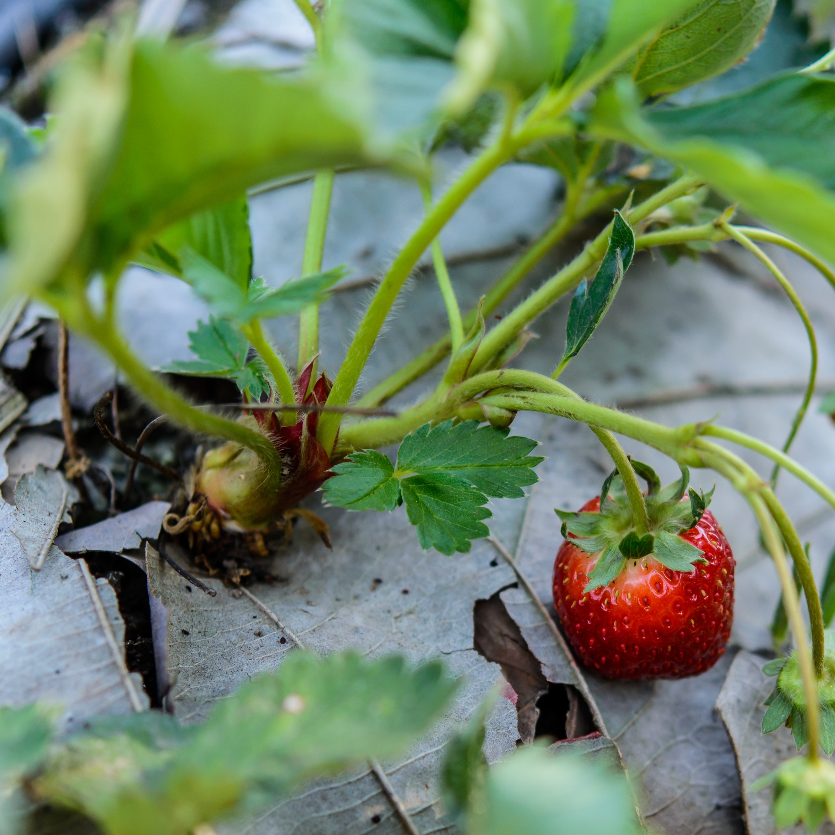 strawberry fruit and plant4