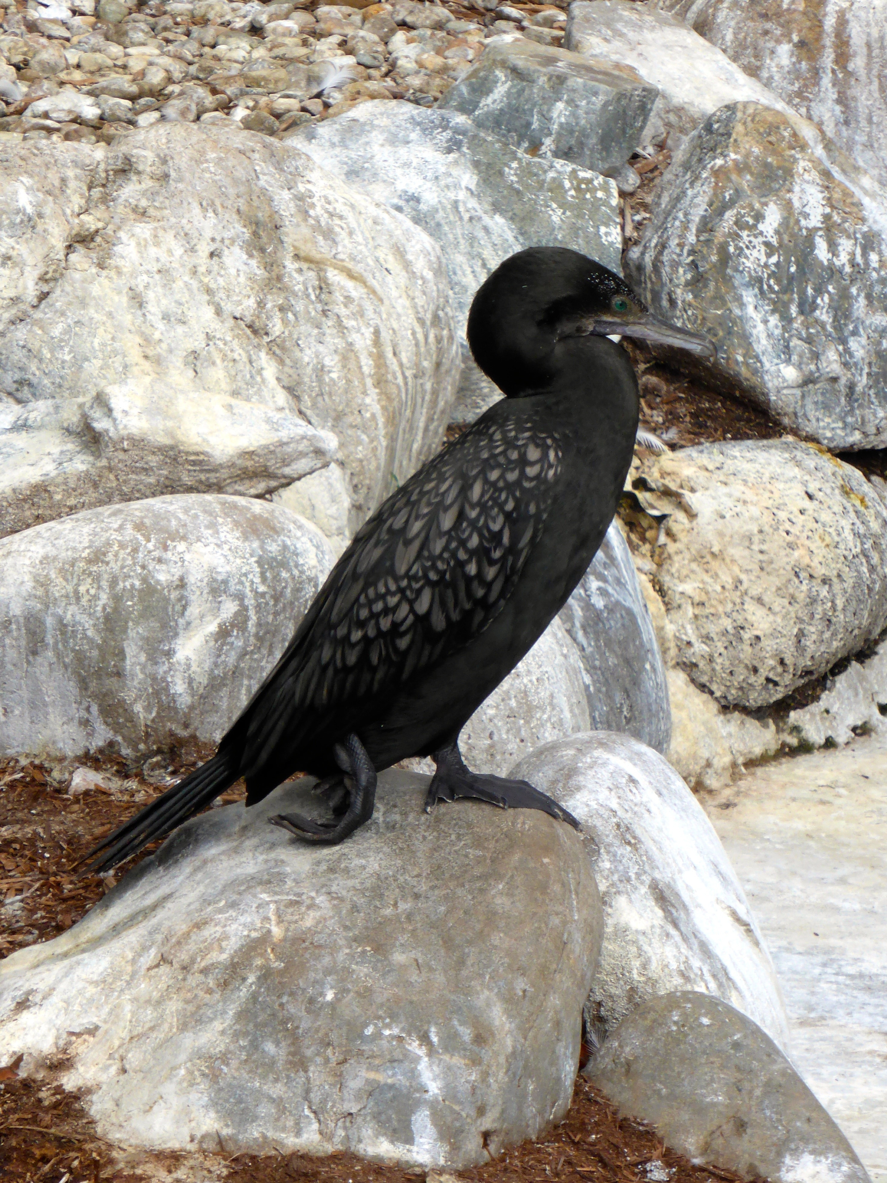 black long necked bird