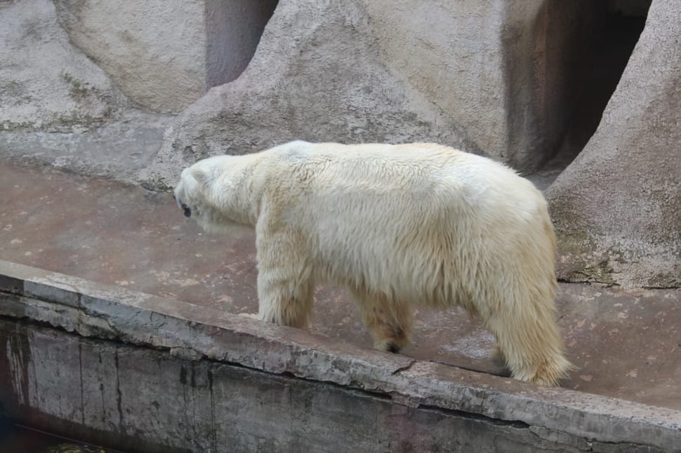 polar bear preview