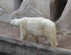 polar bear thumbnail
