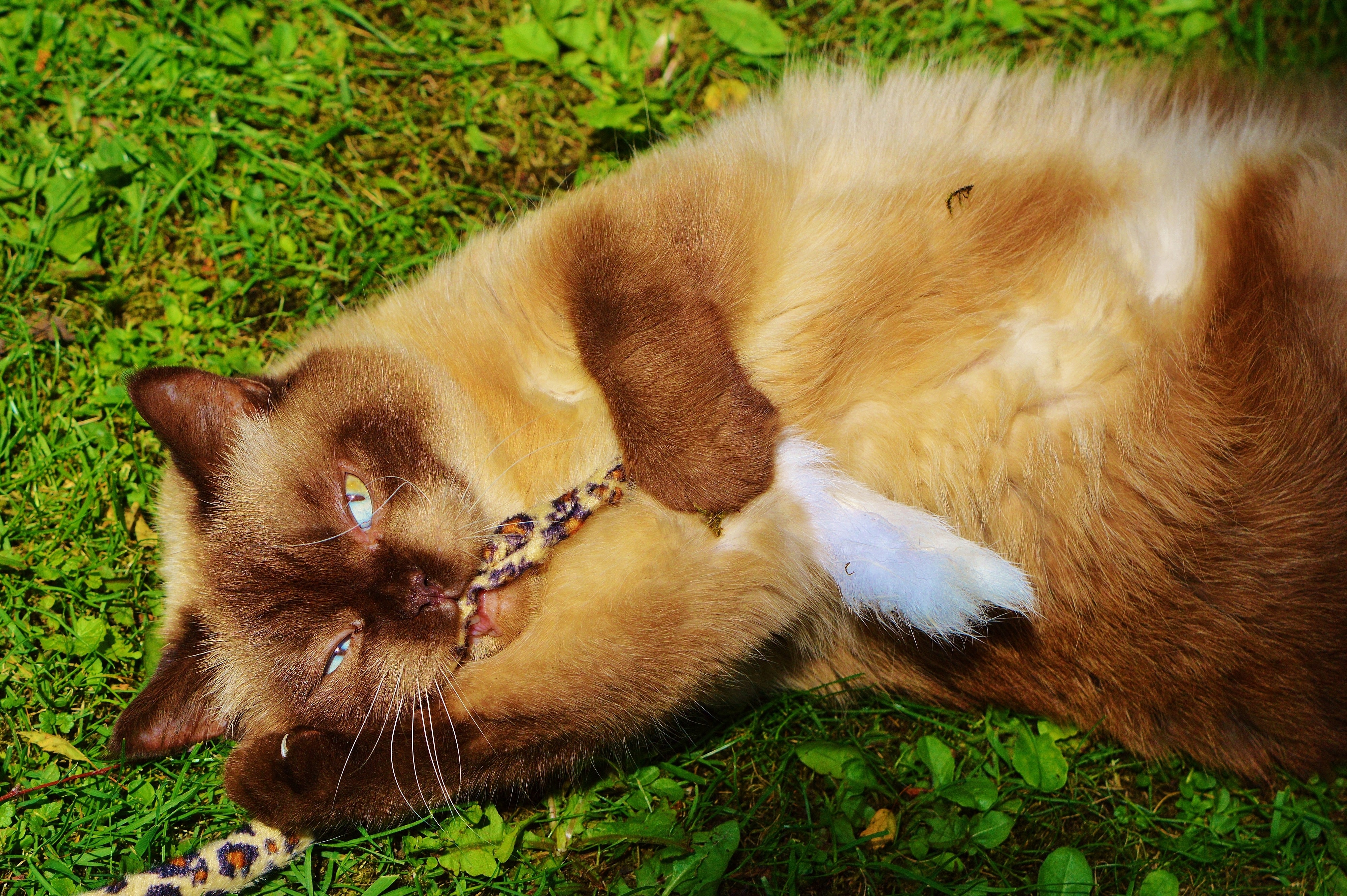 brown long fur cat