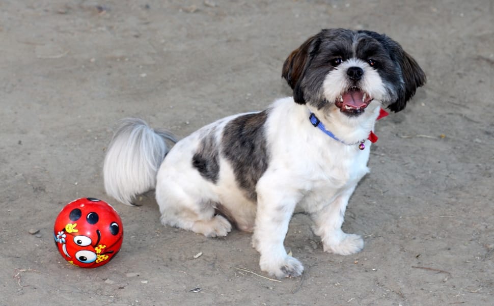 white and black lhasa apso preview